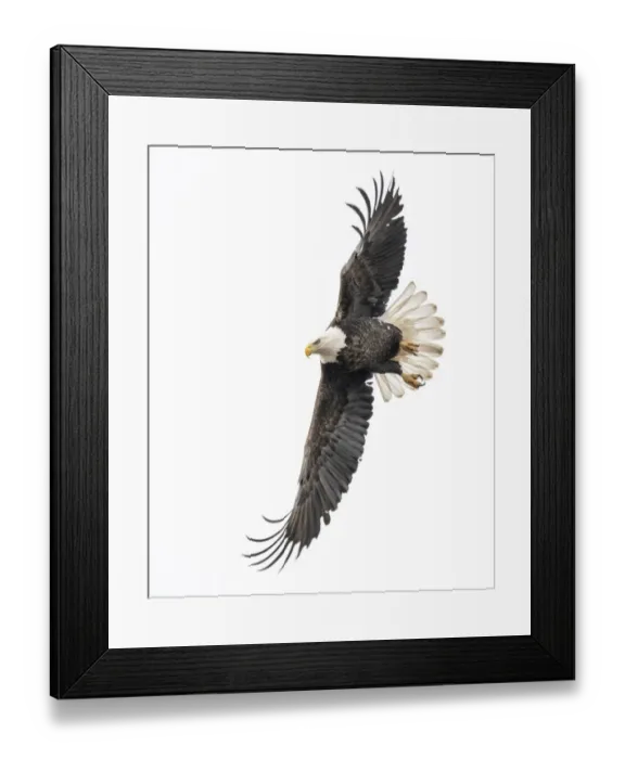 Framed Print : Eagle spotting prey and starting the dive for a catch Framed Print : Eagle spotting prey and starting the dive for a catch