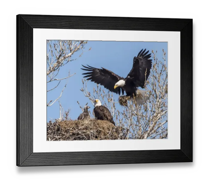 Framed Print : Eagle continues to build nest Framed Print : Eagle continues to build nest
