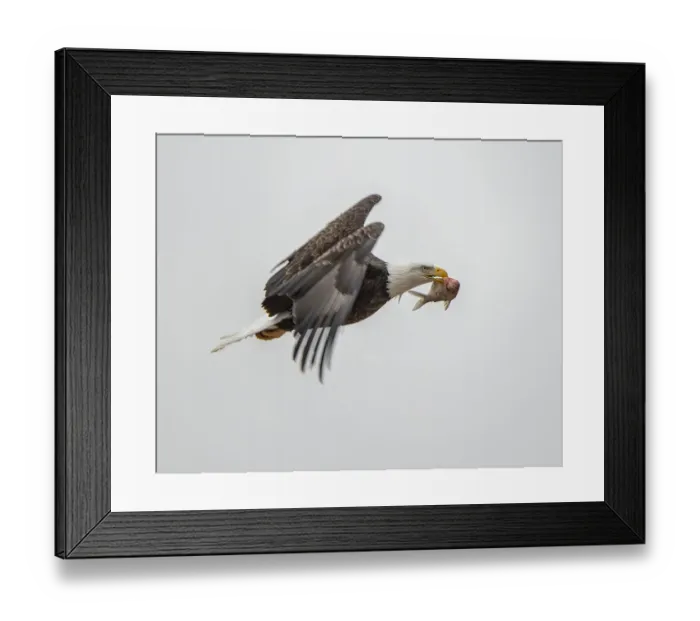 Framed Print : Eagle after food Framed Print : Eagle after food