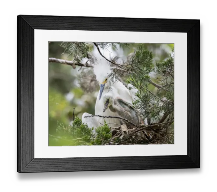 Framed Print : Snow egret nesting with chick Framed Print : Snow egret nesting with chick