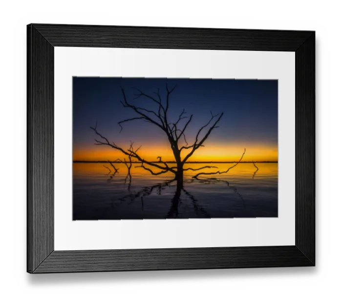Framed Print : Old tree in the water