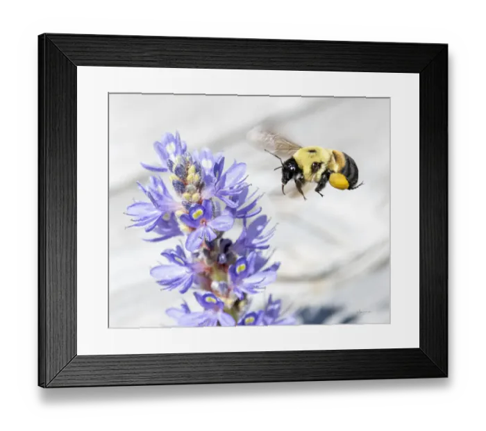 Framed Print : Bee hovering over a pickerelweed looking for pollen Framed Print : Bee hovering over a pickerelweed looking for pollen