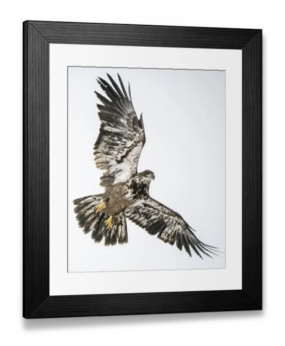 Framed Print : Juvenile Bald Eagle flying above Framed Print : Juvenile Bald Eagle flying above