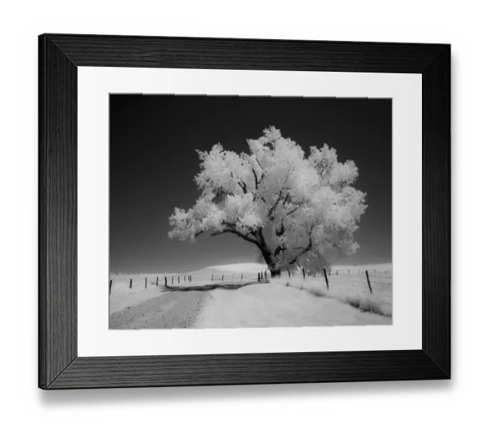 Framed Print : Great cottonwood tree in Flint Hills Framed Print : Great cottonwood tree in Flint Hills