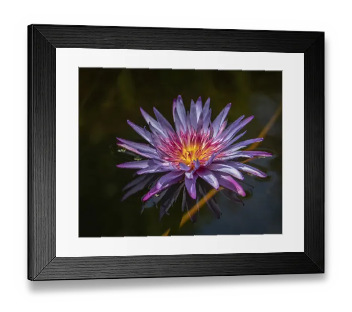 Framed Print : Flower with bright flaming colors and ghostly reflection in the water Framed Print : Flower with bright flaming colors and ghostly reflection in the water