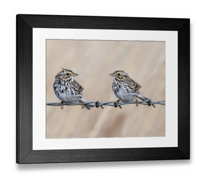 Framed Print : A couple of sparrow communicating while sitting on a barbed wire fence Framed Print : A couple of sparrow communicating while sitting on a barbed wire fence