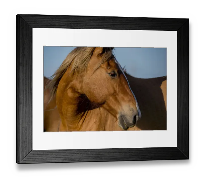 Framed Print : Close-up of a wild horse living in Flint Hills of Kansas Framed Print : Close-up of a wild horse living in Flint Hills of Kansas