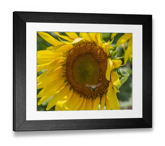 Framed Print : Bee heading toward large sunflower to load up with pollen Framed Print : Bee heading toward large sunflower to load up with pollen