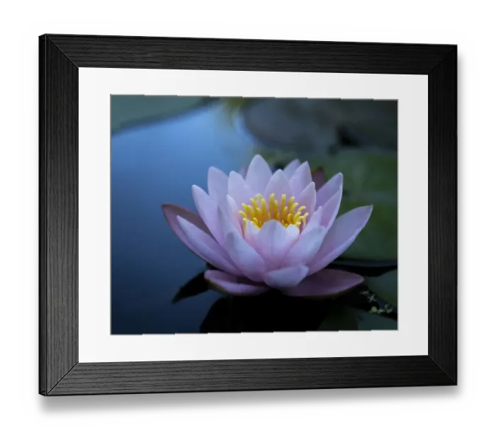 Framed Print : Water lily in calm water Framed Print : Water lily in calm water