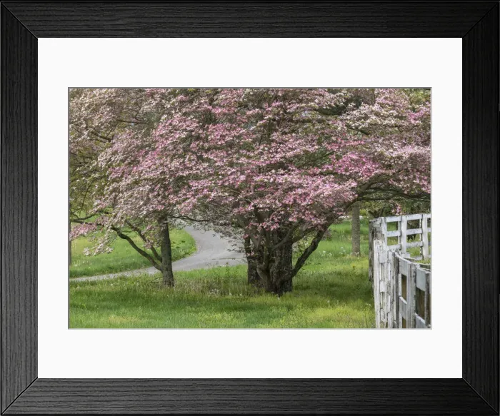 Framed Print : Dogwood trees in full bloom, Manchester Horse Farm at first light, Lexington. Kentucky Framed Print : Dogwood trees in full bloom, Manchester Horse Farm at first light, Lexington. Kentucky