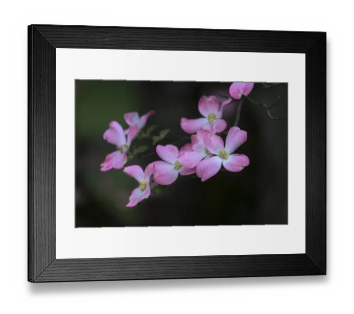 Framed Print : Dogwood trees in full bloom, Lexington. Kentucky Framed Print : Dogwood trees in full bloom, Lexington. Kentucky