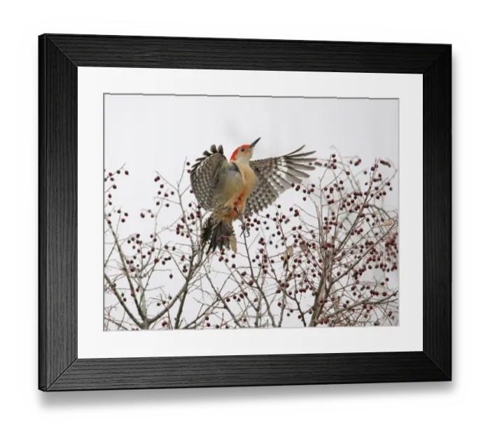 Framed Print : Red-bellied woodpecker leaving hackberry bush Framed Print : Red-bellied woodpecker leaving hackberry bush