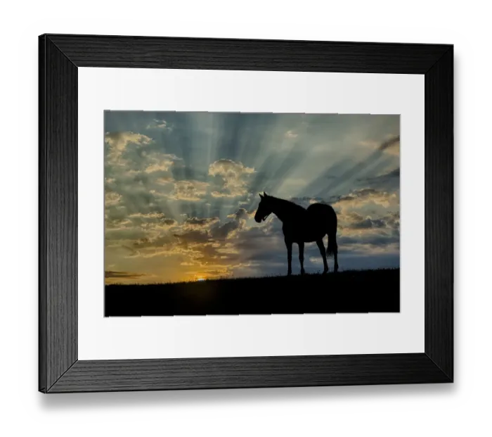 Framed Print : Thoroughbred horse silhouetted at sunrise, Lexington, Kentucky Framed Print : Thoroughbred horse silhouetted at sunrise, Lexington, Kentucky