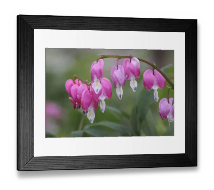 Framed Print : Bleeding Heart spring wildflowers, Creasey Mahan Nature Preserve, Kentucky