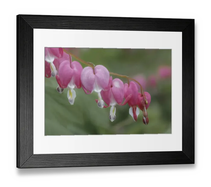 Framed Print : Bleeding Heart spring wildflowers, Creasey Mahan Nature Preserve, Kentucky Framed Print : Bleeding Heart spring wildflowers, Creasey Mahan Nature Preserve, Kentucky