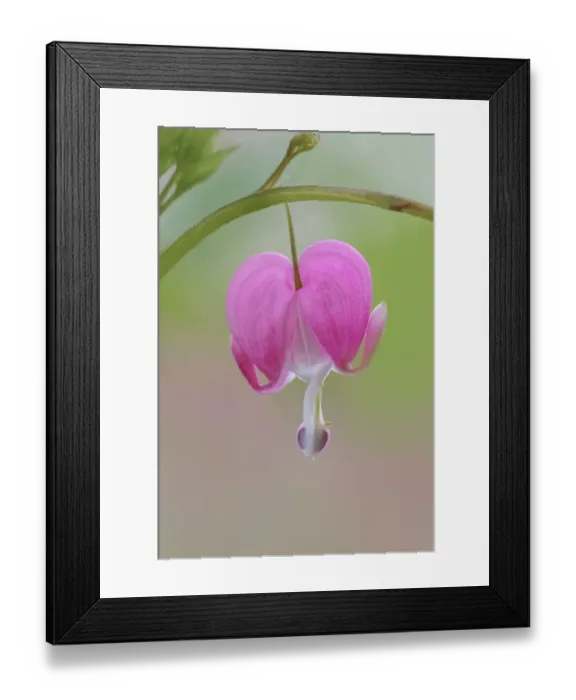 Framed Print : Bleeding Heart spring wildflowers, Creasey Mahan Nature Preserve, Kentucky Framed Print : Bleeding Heart spring wildflowers, Creasey Mahan Nature Preserve, Kentucky