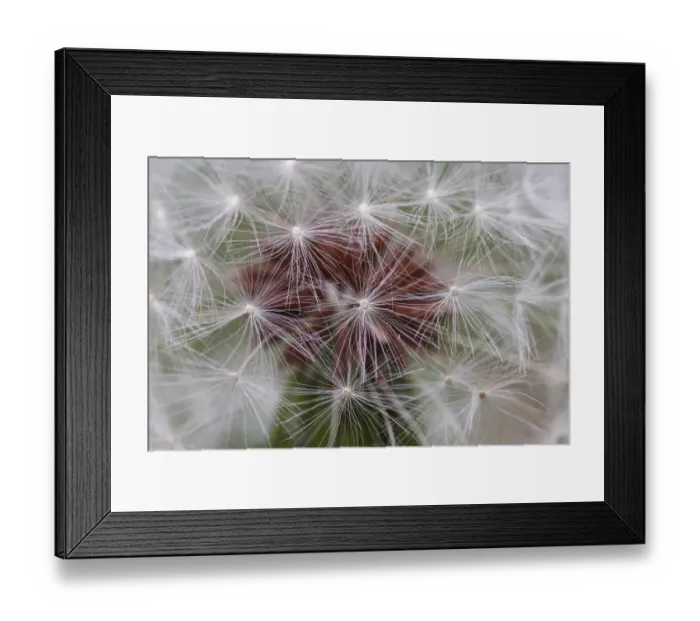 Framed Print : Close-up of dandelion seed head, Kentucky