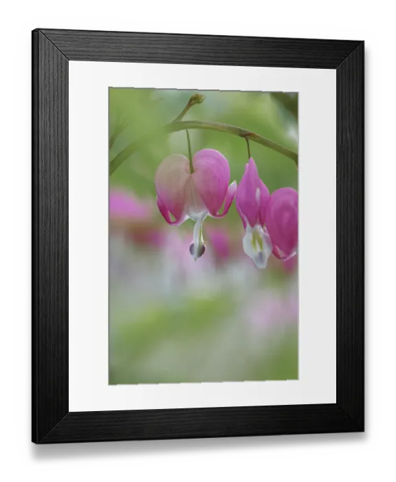 Framed Print : Bleeding Heart spring wildflowers, Creasey Mahan Nature Preserve, Kentucky