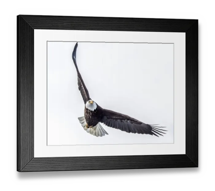 Framed Print : Eagle totally focused on prey Framed Print : Eagle totally focused on prey