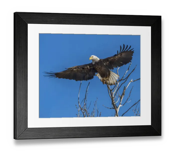 Framed Print : Bald Eagle launching from tree Framed Print : Bald Eagle launching from tree