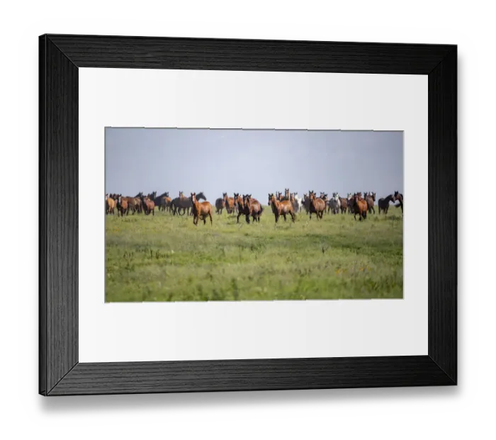 Framed Print : Wild horses moving in Flint Hills Framed Print : Wild horses moving in Flint Hills