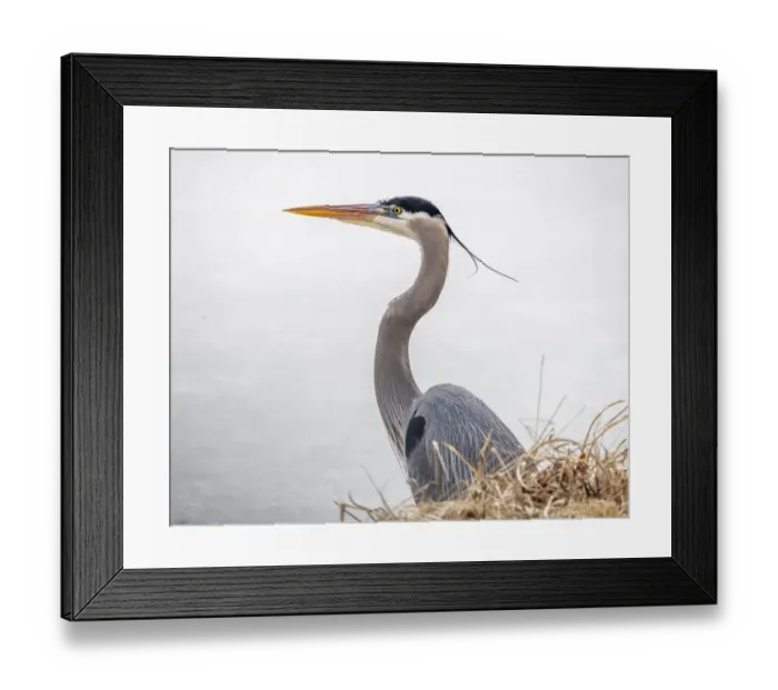 Framed Print : Great blue heron looking for fish Framed Print : Great blue heron looking for fish