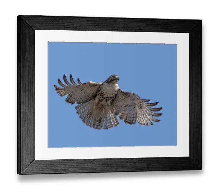 Framed Print : Red-tailed hawk hovering Framed Print : Red-tailed hawk hovering