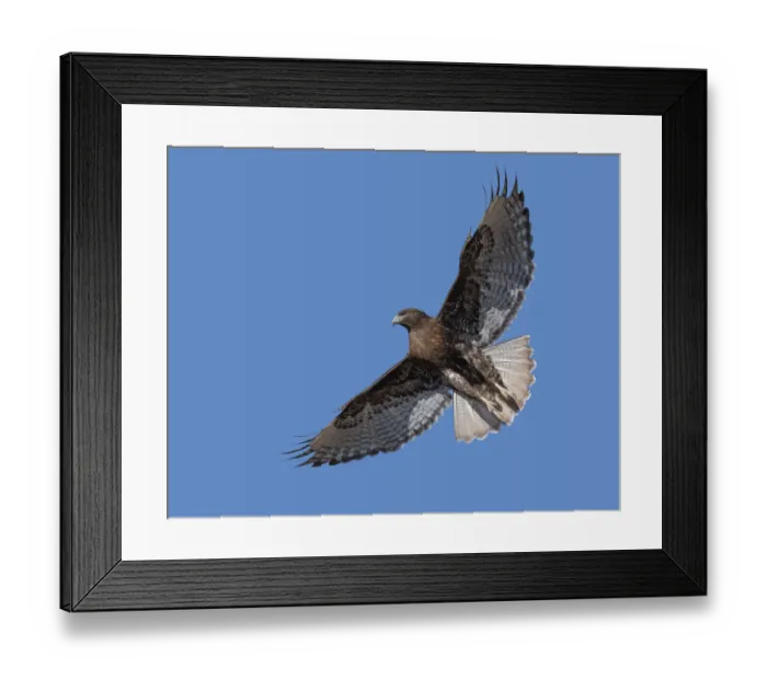 Framed Print : Ferruginous Hawk, hovering over the grassland Framed Print : Ferruginous Hawk, hovering over the grassland