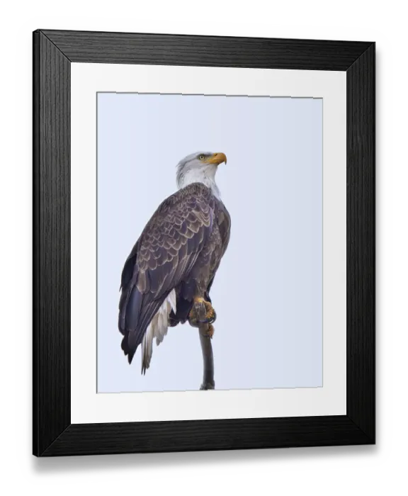 Framed Print : Bald Eagle watching something flying above Framed Print : Bald Eagle watching something flying above