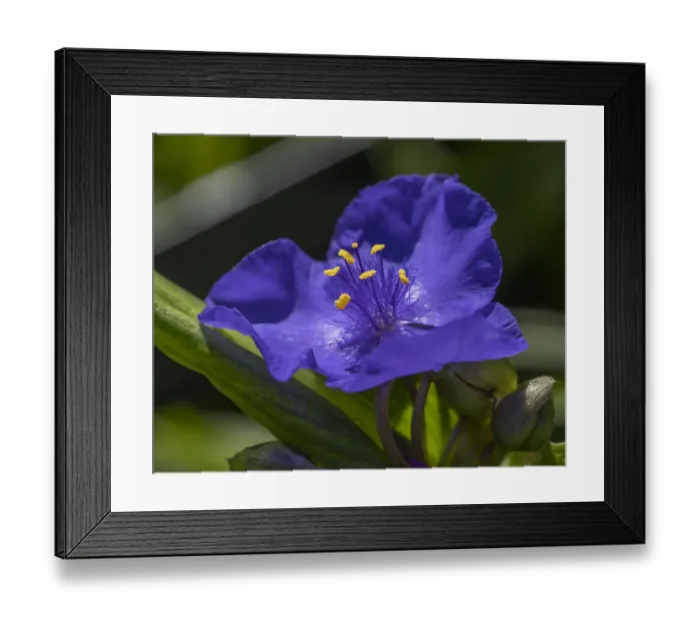 Framed Print : Close-up of Spiderworts at the side of a rarely traveled road Framed Print : Close-up of Spiderworts at the side of a rarely traveled road