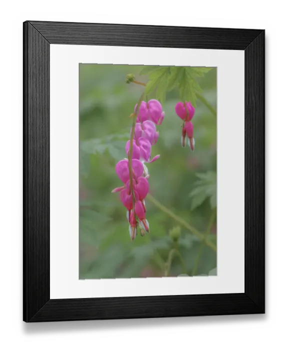 Framed Print : Bleeding Heart spring wildflowers, Creasey Mahan Nature Preserve, Kentucky Framed Print : Bleeding Heart spring wildflowers, Creasey Mahan Nature Preserve, Kentucky