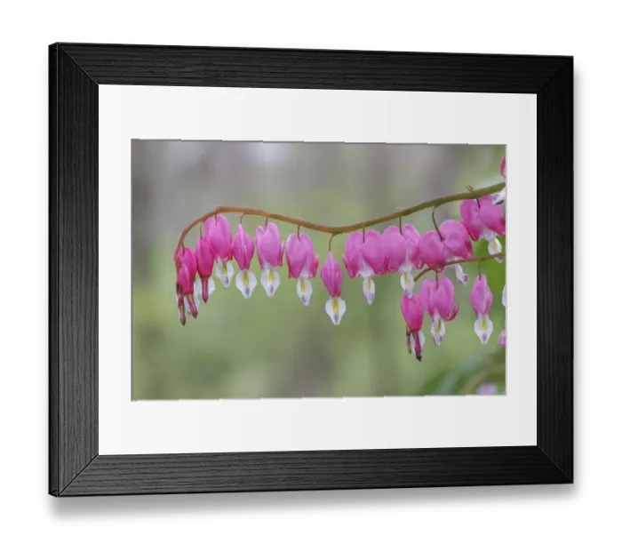 Framed Print : Bleeding Heart spring wildflowers, Creasey Mahan Nature Preserve, Kentucky