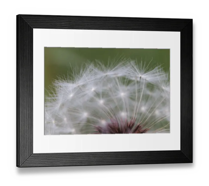 Framed Print : Dandelion seed head, Kentucky