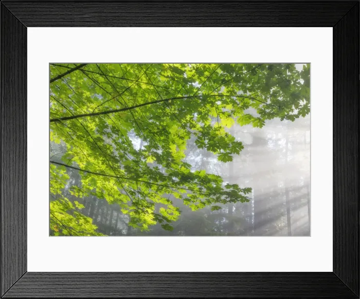 Framed Print : USA, Washington State, Seabeck, Scenic Beach State Park. Bigleaf maple limbs and sun rays