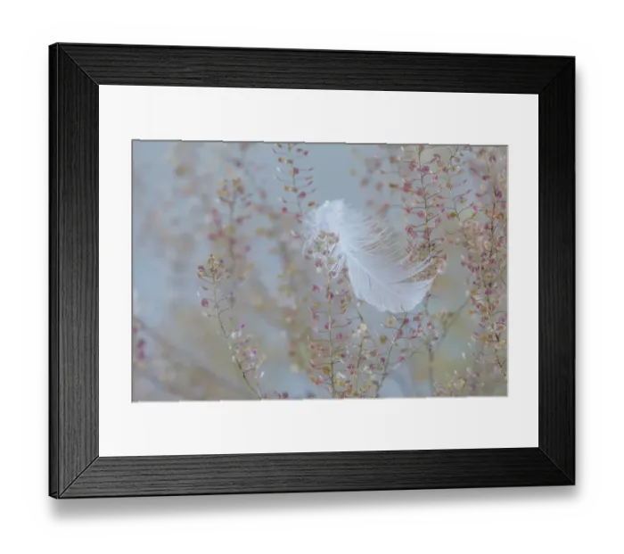 Framed Print : USA, Washington State, Seabeck. Fallen feather on plant Framed Print : USA, Washington State, Seabeck. Fallen feather on plant