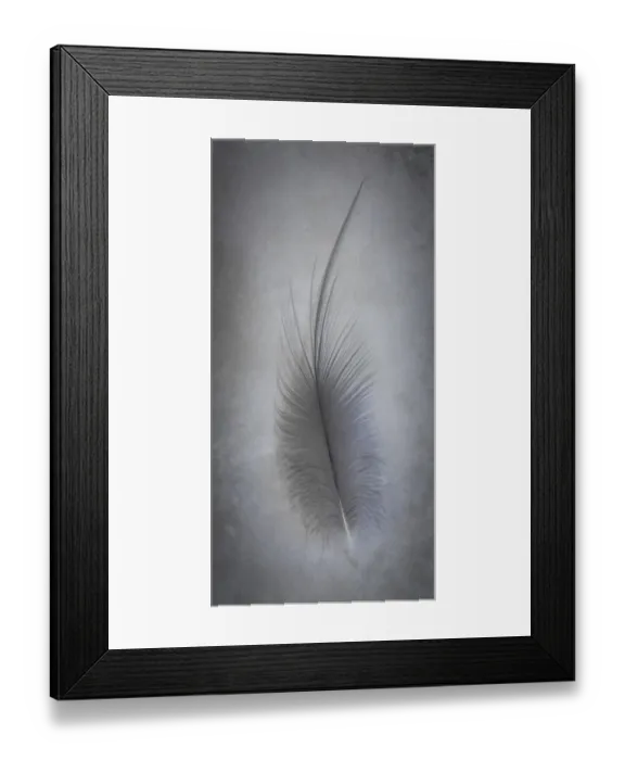Framed Print : USA, Washington State, Seabeck. Great blue heron feather close-up Framed Print : USA, Washington State, Seabeck. Great blue heron feather close-up