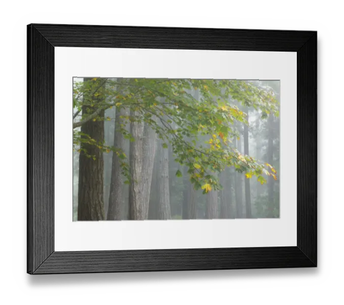Framed Print : USA, Washington State, Seabeck. Bigleaf maple limbs and conifer trees in foggy Scenic Framed Print : USA, Washington State, Seabeck. Bigleaf maple limbs and conifer trees in foggy Scenic