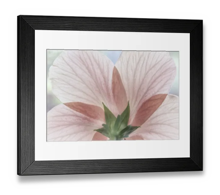 Framed Print : USA, Washington State, Seabeck. Close-up of back of hibiscus blossom Framed Print : USA, Washington State, Seabeck. Close-up of back of hibiscus blossom