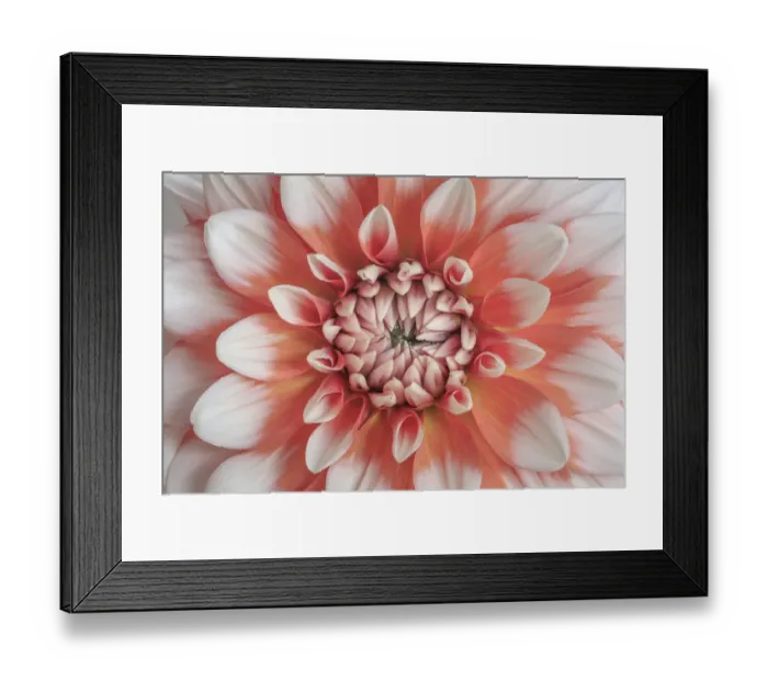 Framed Print : USA, Washington State, Seabeck. Dahlia blossom close-up Framed Print : USA, Washington State, Seabeck. Dahlia blossom close-up