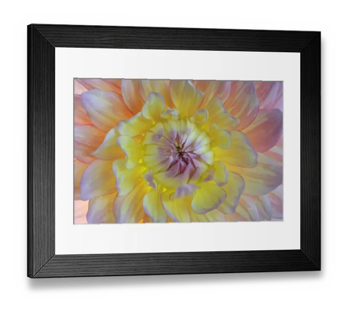 Framed Print : USA, Washington State, Seabeck. Dahlia blossom close-up Framed Print : USA, Washington State, Seabeck. Dahlia blossom close-up