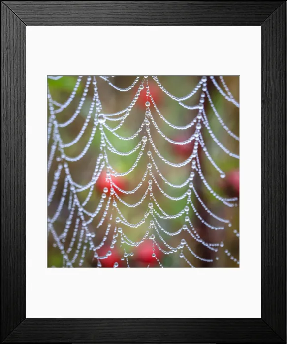 Framed Print : USA, Washington State, Hansville, Point no Point County Park