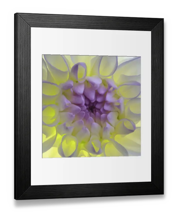 Framed Print : USA, Washington State, Seabeck. Dahlia blossom close-up Framed Print : USA, Washington State, Seabeck. Dahlia blossom close-up