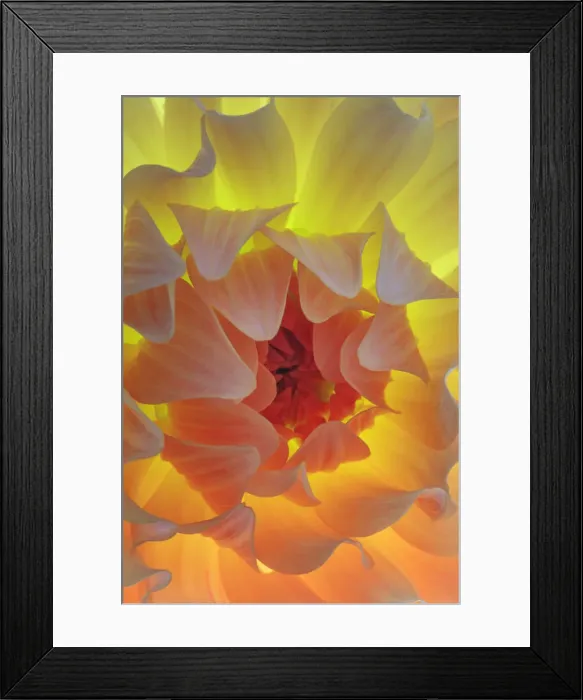 Framed Print : USA, Washington State, Seabeck. Dahlia blossom close-up Framed Print : USA, Washington State, Seabeck. Dahlia blossom close-up