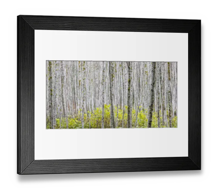 Framed Print : USA, Washington State. Panoramic of young alder trees in autumn