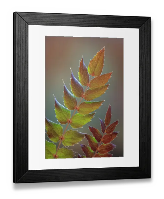 Framed Print : USA, Washington State, Seabeck. Oregon grape leaves in autumn