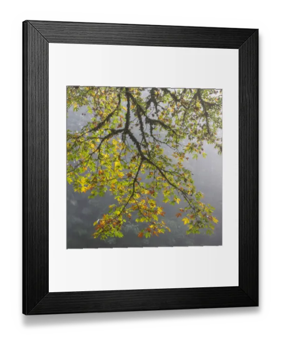 Framed Print : USA, Washington State, Seabeck. Bigleaf maple limbs and fog in Scenic Beach State Park Framed Print : USA, Washington State, Seabeck. Bigleaf maple limbs and fog in Scenic Beach State Park