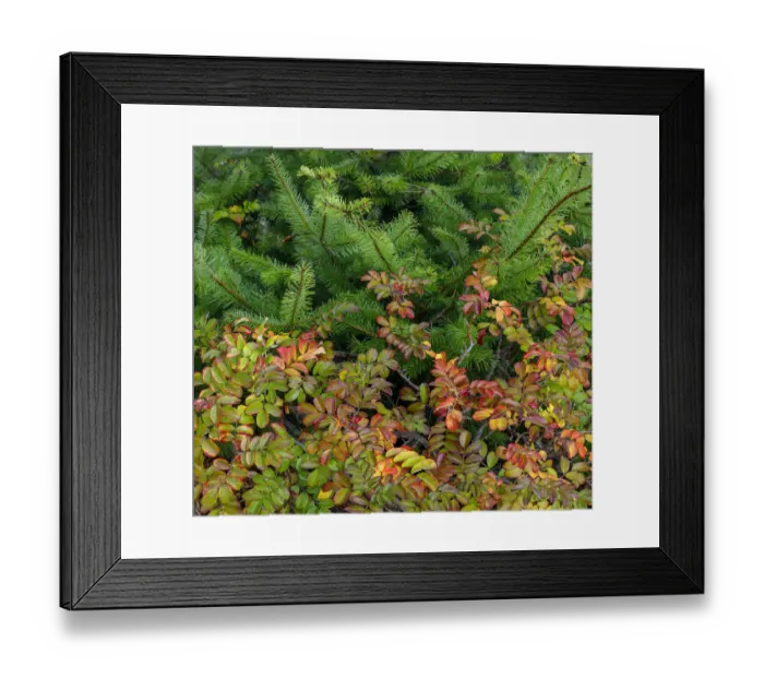 Framed Print : USA, Washington State, Bainbridge Island. Wild rose and fir boughs in autumn