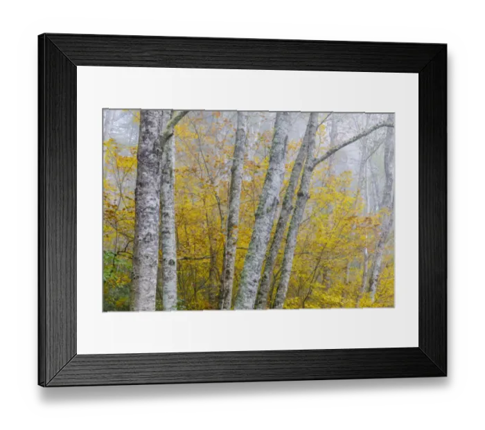 Framed Print : USA, Washington State, Seabeck, Nicks Lagoon County Park Framed Print : USA, Washington State, Seabeck, Nicks Lagoon County Park