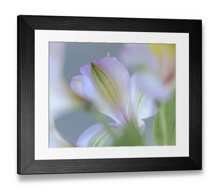 Framed Print : USA, Washington State, Seabeck. Detail of Peruvian lilies
