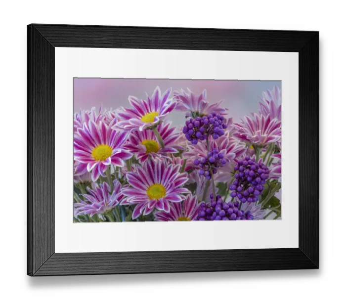 Framed Print : USA, Washington State, Seabeck. Composite of daisies and berries Framed Print : USA, Washington State, Seabeck. Composite of daisies and berries